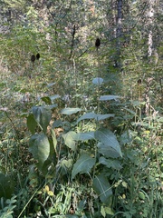 Rudbeckia occidentalis