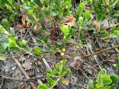 Arctostaphylos uva-ursi