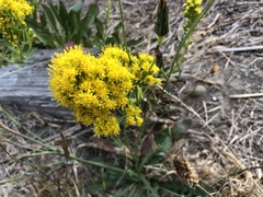 Solidago spathulata