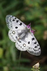 Parnassius apollo