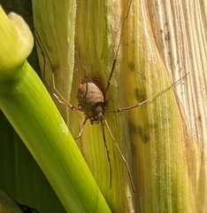 Oligolophus tridens