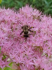 Bombus impatiens
