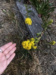 Solidago spathulata