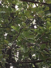Quercus pubescens