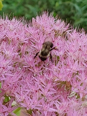 Bombus impatiens