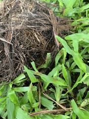 Oecophylla smaragdina