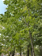 Fraxinus