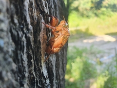 Hyalessa maculaticollis