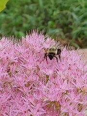 Bombus impatiens
