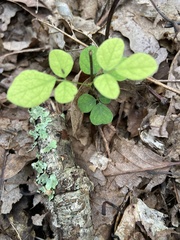 Desmodium rotundifolium