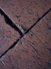 Myzinum quinquecinctum