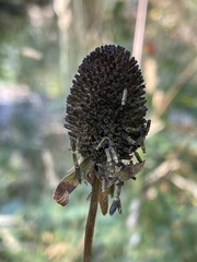 Rudbeckia occidentalis