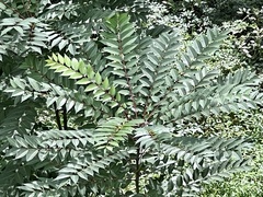 Toona sinensis
