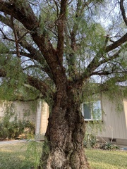 Schinus molle