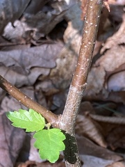 Betula lenta