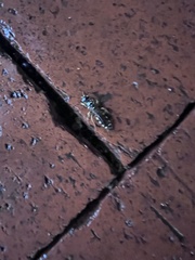 Myzinum quinquecinctum