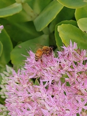 Apis mellifera
