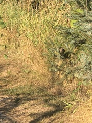 Troglodytes pacificus