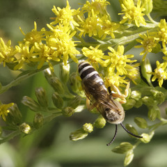 Halictus scabiosae
