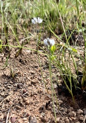 Eriospermum ornithogaloides