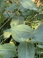 Rudbeckia occidentalis