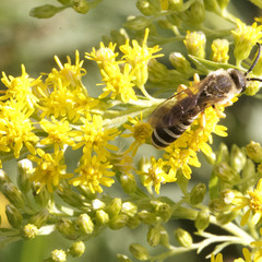 Halictus scabiosae