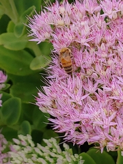 Apis mellifera