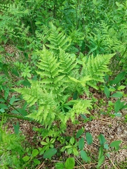 Pteridium pinetorum