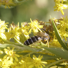 Halictus scabiosae