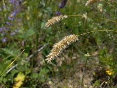 Melica transsilvanica