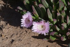 Carpobrotus mellei