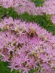Apis mellifera