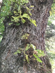 Quercus pubescens