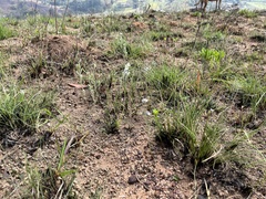 Eriospermum ornithogaloides