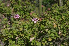 Pelargonium zonale