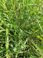Acleisanthes longiflora