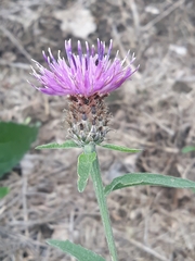 Centaurea debeauxii