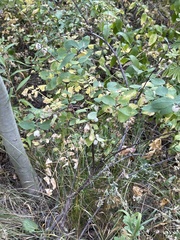 Symphoricarpos occidentalis