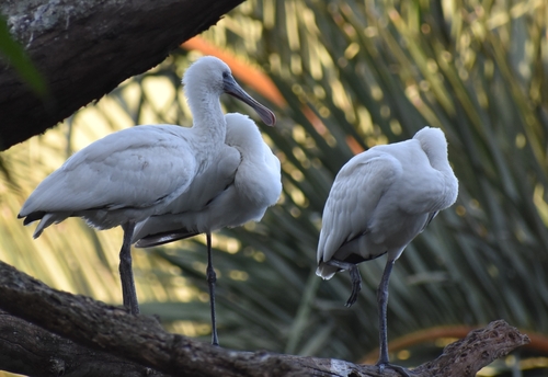 Espátula africana (Platalea alba)