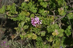 Pelargonium zonale