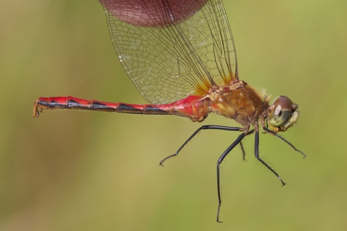 White-faced Meadowhawk