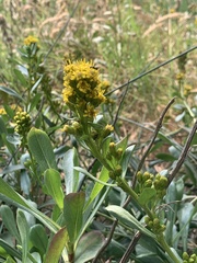 Solidago spathulata