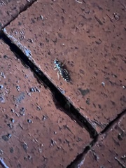 Myzinum quinquecinctum