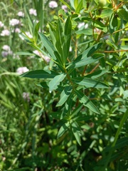 Euphorbia semivillosa
