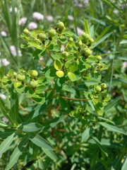 Euphorbia semivillosa