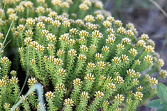 Helichrysum asperum