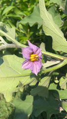 Solanum melongena