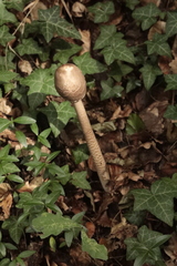 Macrolepiota procera