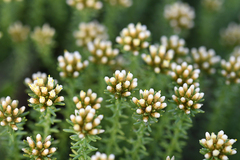 Helichrysum asperum