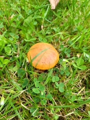 Suillus grevillei